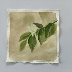 Honeysuckle Study I - 6 1/2 x 6 1/2 square -unframed